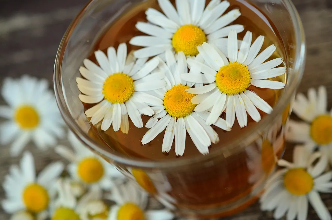 A glass cup of chamomile tea surrounded by fresh chamomile flowers
