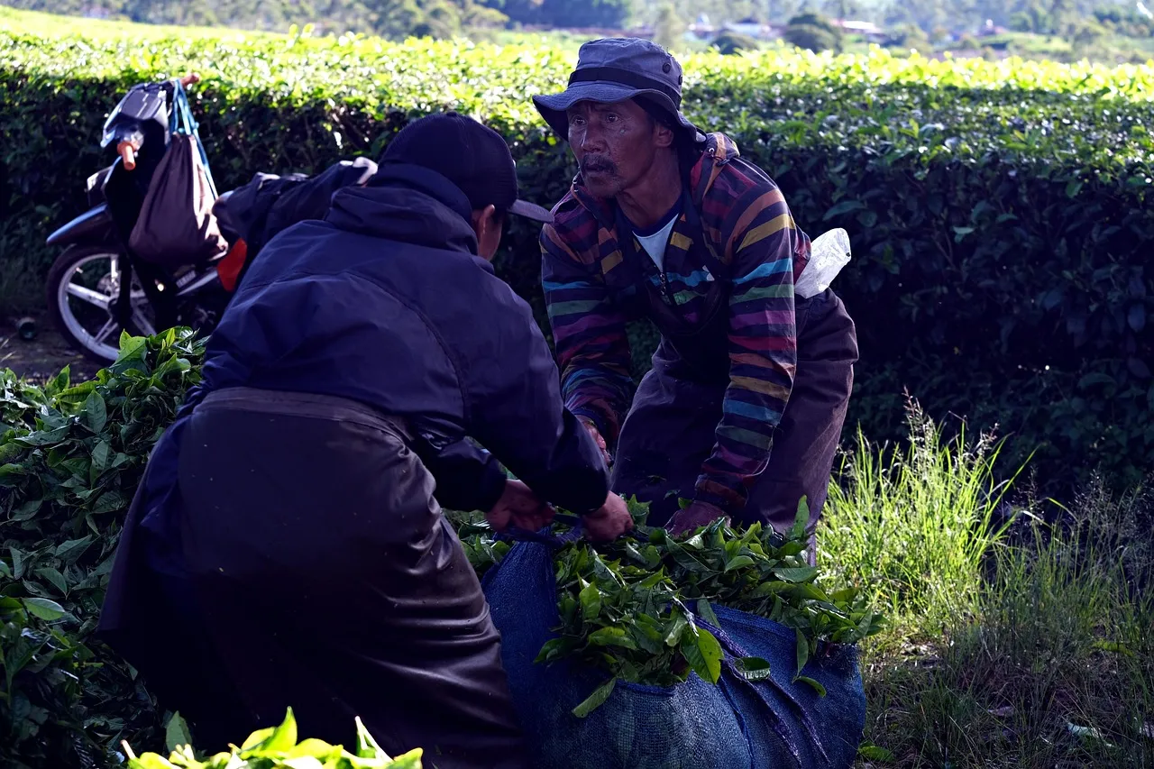 Hands picking fresh tea shoots on a plantation