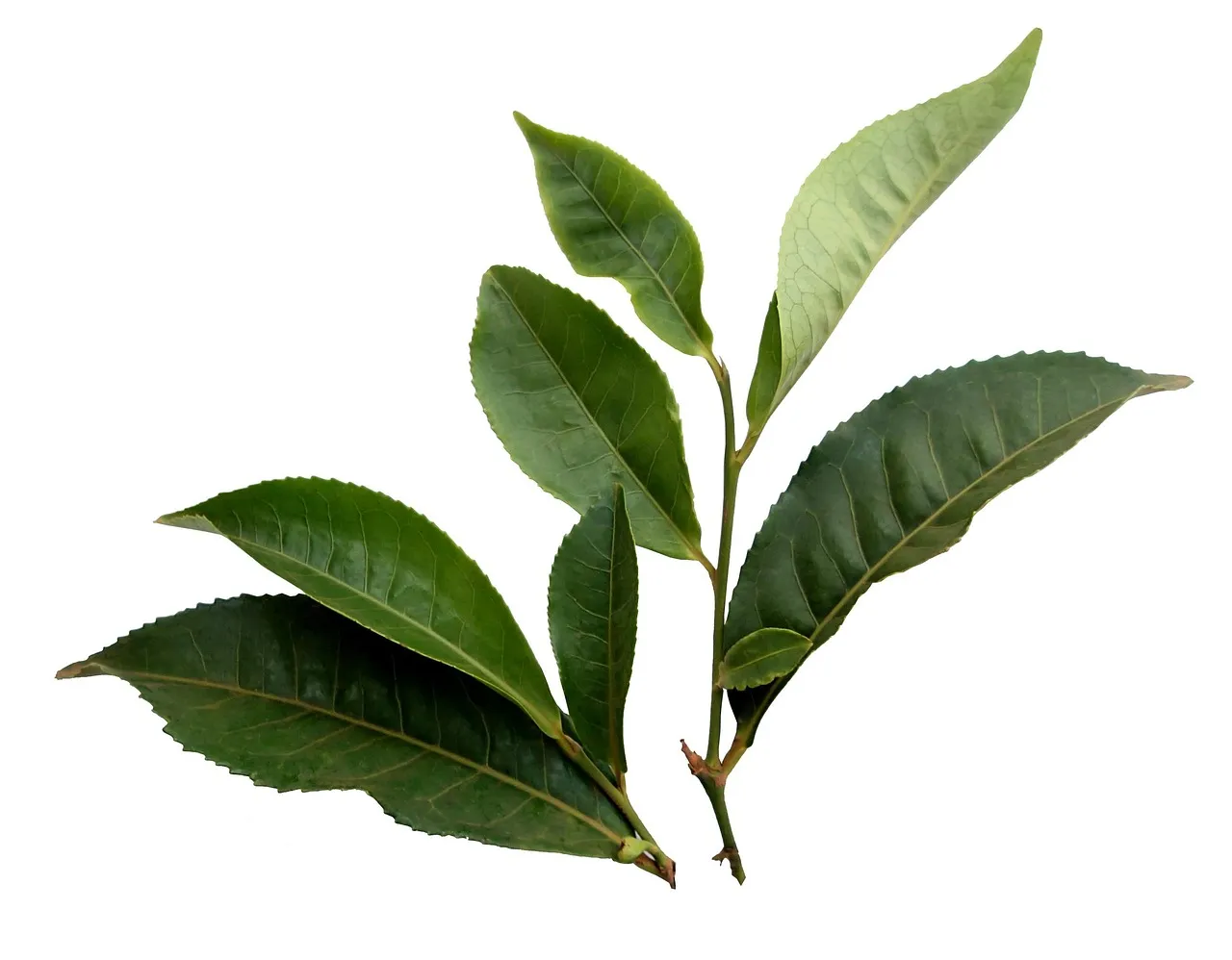 A fresh sprig of tea leaves with a bud at the tip