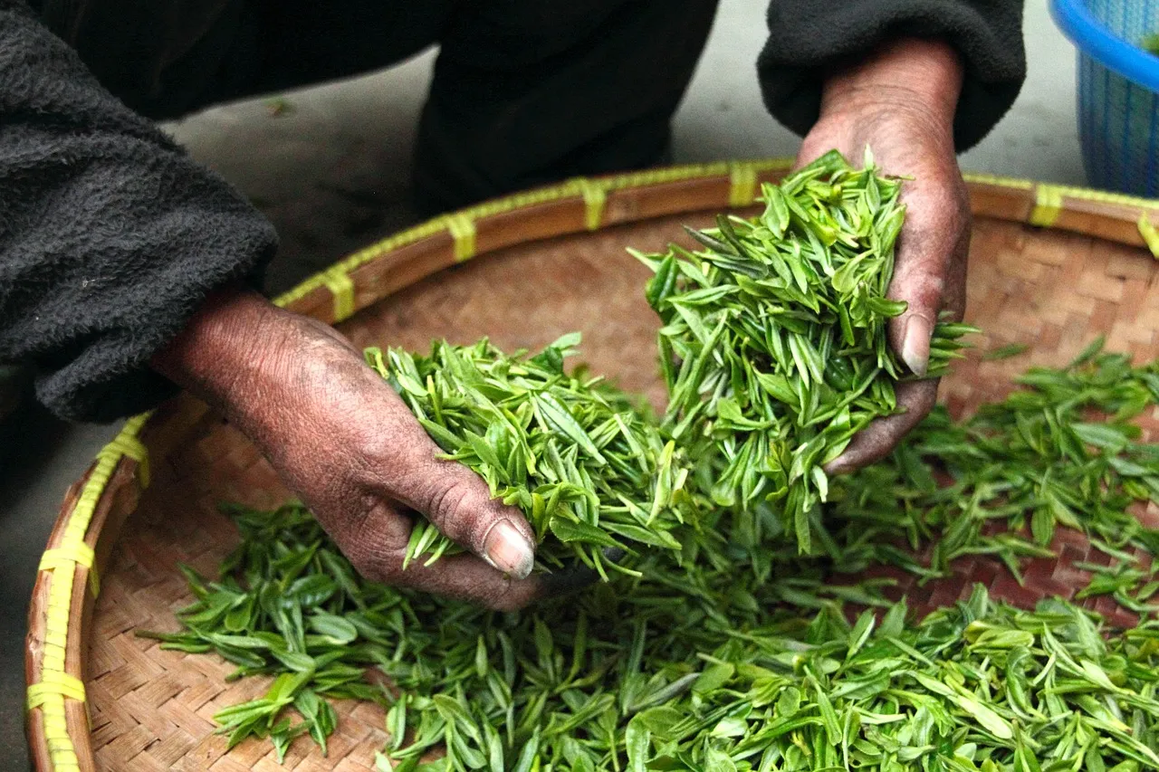 Hands turning fresh green tea leaves in a wide bamboo basket