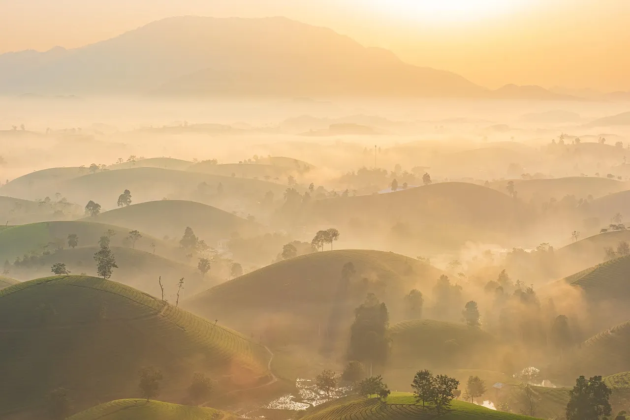 Tea plantation hills in the mist at sunrise