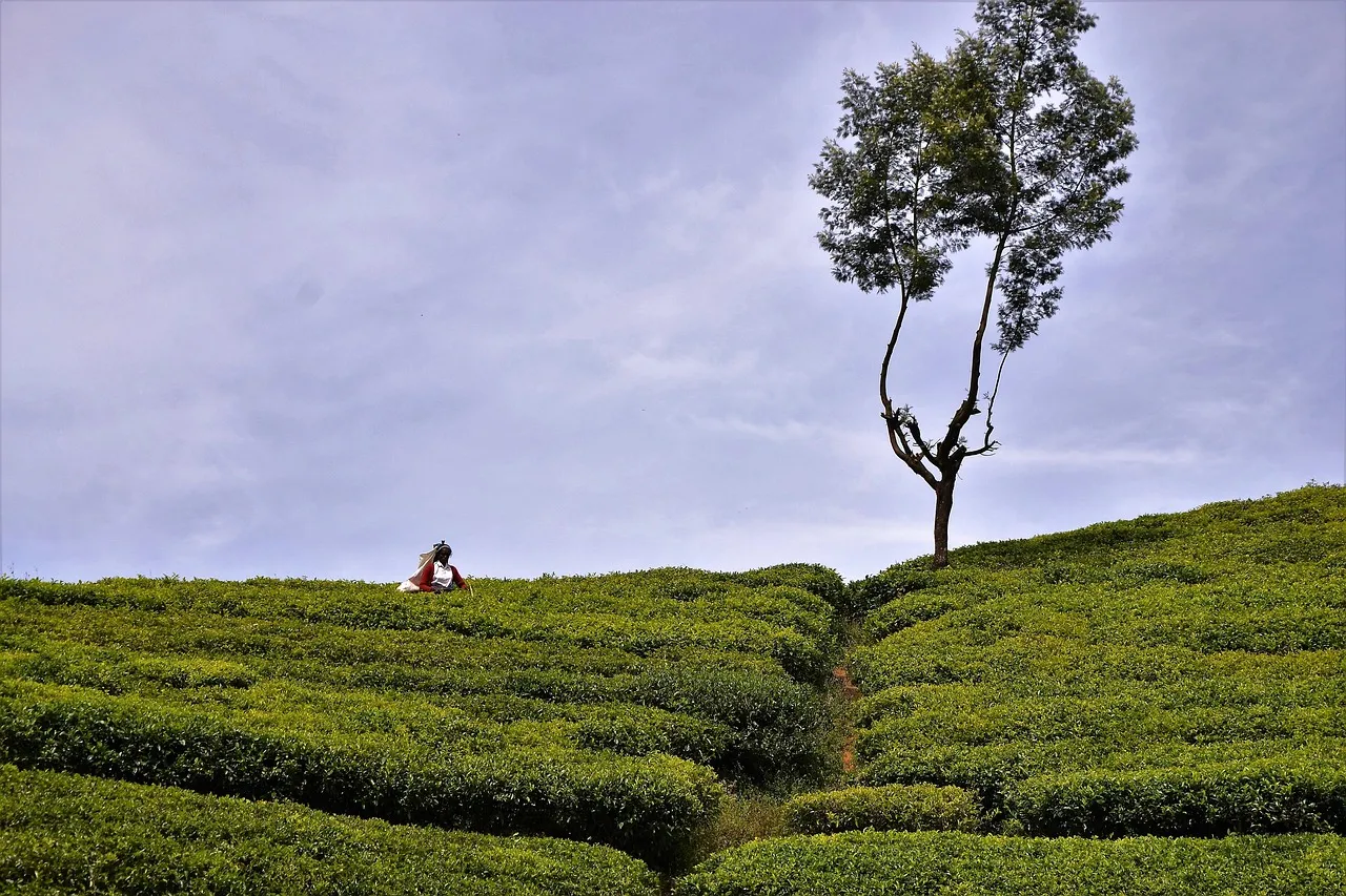 A lone tree on a hillside covered in tea bushes in Sri Lanka